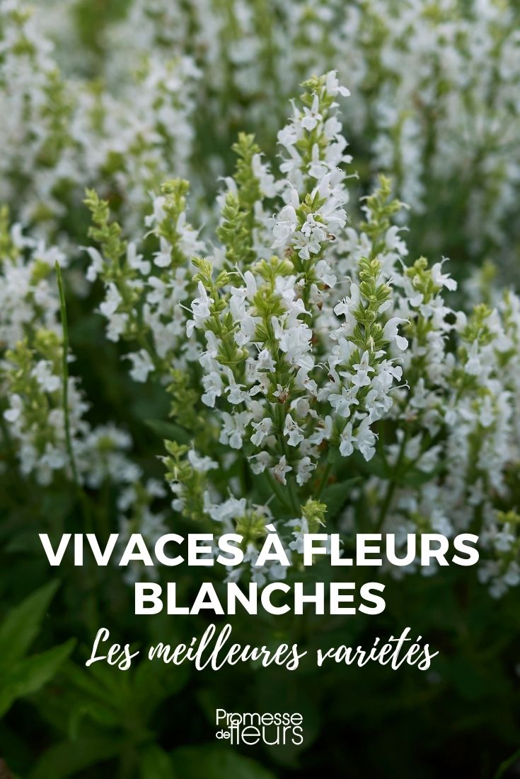 Les meilleures vivaces à fleurs blanches