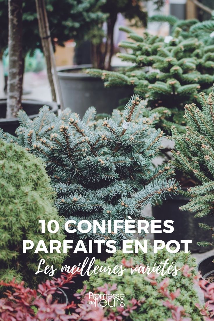 conifère pour culture en pot