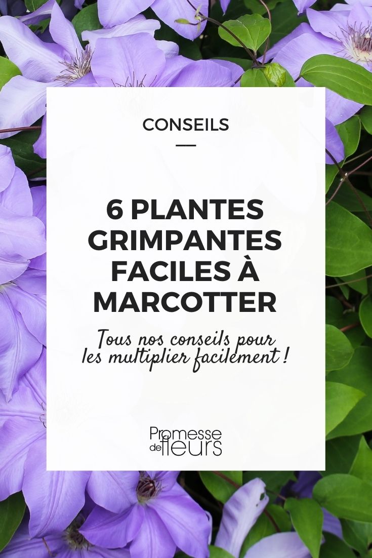 plantes grimpantes à marcotter