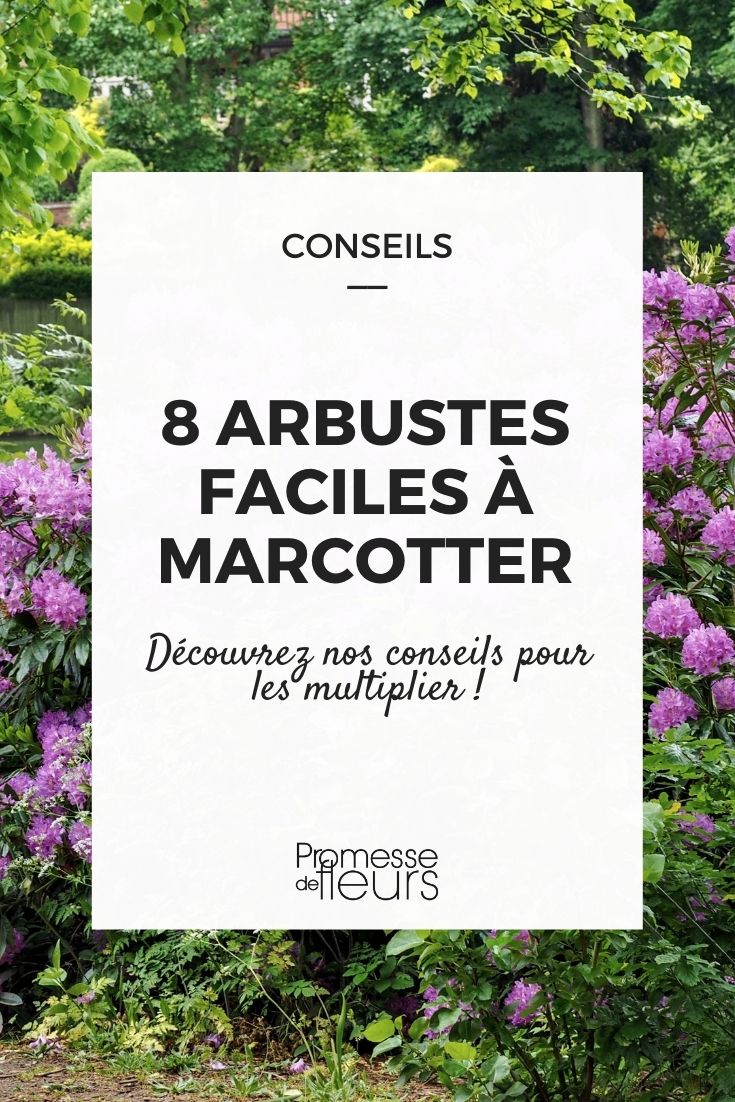 8 arbustes faciles à marcotter