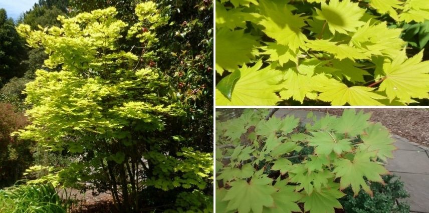 Acer shirasawanum Aureum