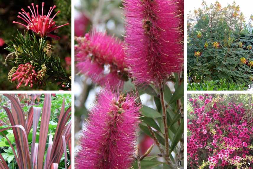 Rince-bouteilles 'Mauve Mist' - Callistemon citrinus 'Mauve Mist' - Le  Jardin du Pic Vert