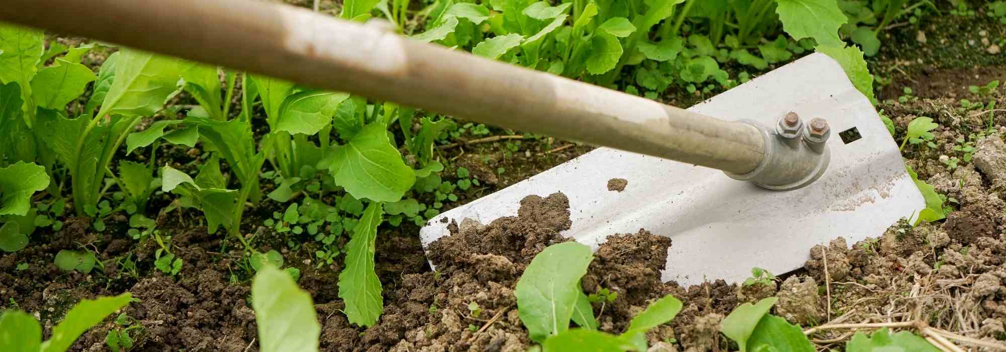 Binette : comment la choisir ? - Promesse de Fleurs