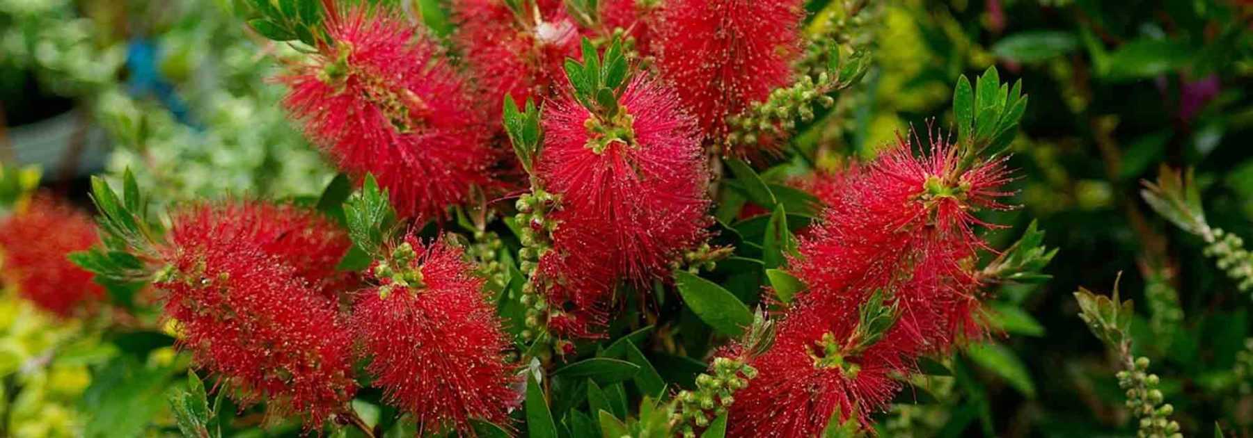 Callistemon : conseils de plantation et d'entretien