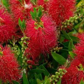 Callistemon ou Rince bouteille : les meilleures variétés