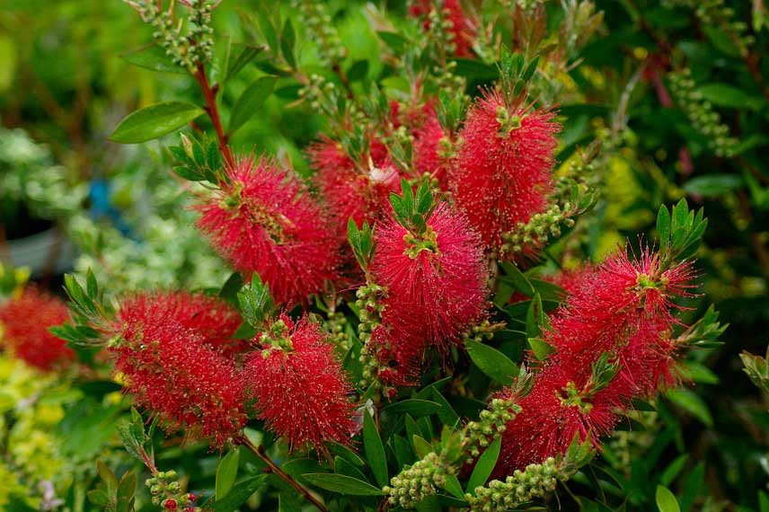 Callistemon laevis