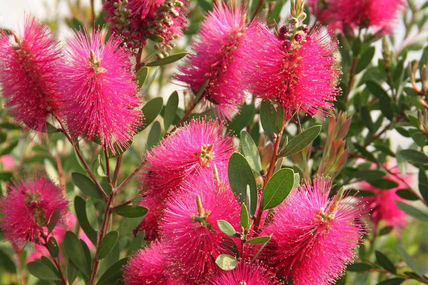 Callistemon viminalis hot pink