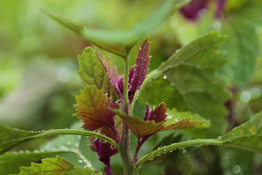 Le chénopode, un vieux légume vivace et rustique idéal en permaculture