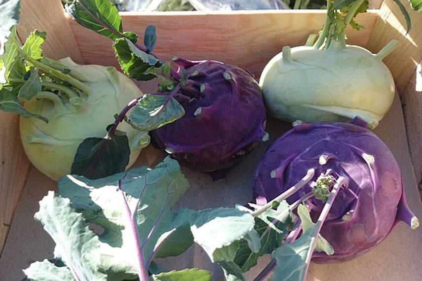 Le chou-rave, un légume d'antan aux qualités nutritives et gustatives indéniables