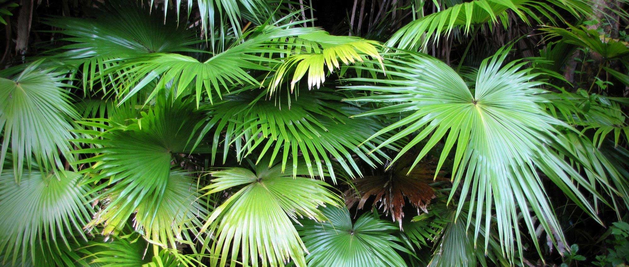 Balai extérieur bois et palmier - Naturel - 120 cm - Bambou/Bois