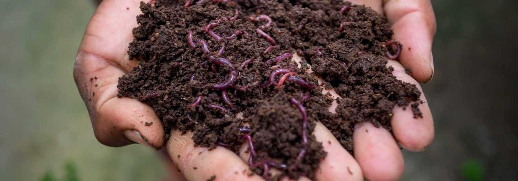 Vers à compost pour le vermicomposteur – Jardinage durable