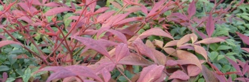 Nandina domestica