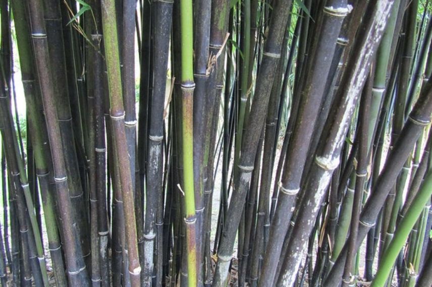 bambou noir