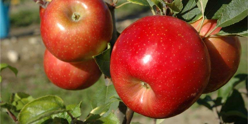 Les pommes rouges de la variété Ariane
