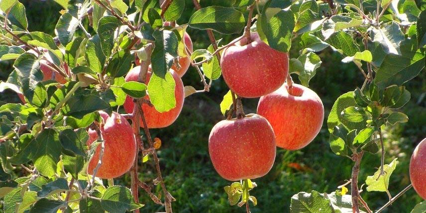 Les pommes bien rouges de la variété Fuji