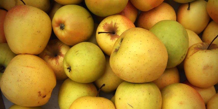 Les pommes jaune-doré de la variété Golden Delicious
