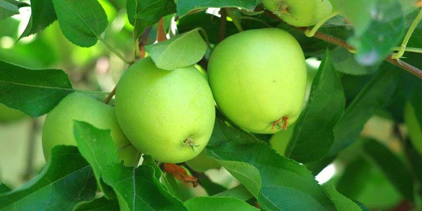 Les pommes vertes de la variété Granny Smith