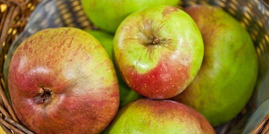 Les pommes de la variété Rambour d'Hiver