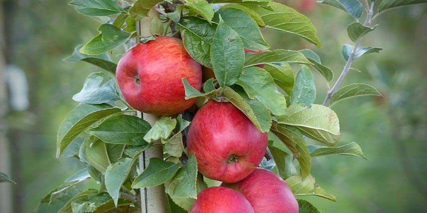 Les fruits du pommier Reine des Reinettes