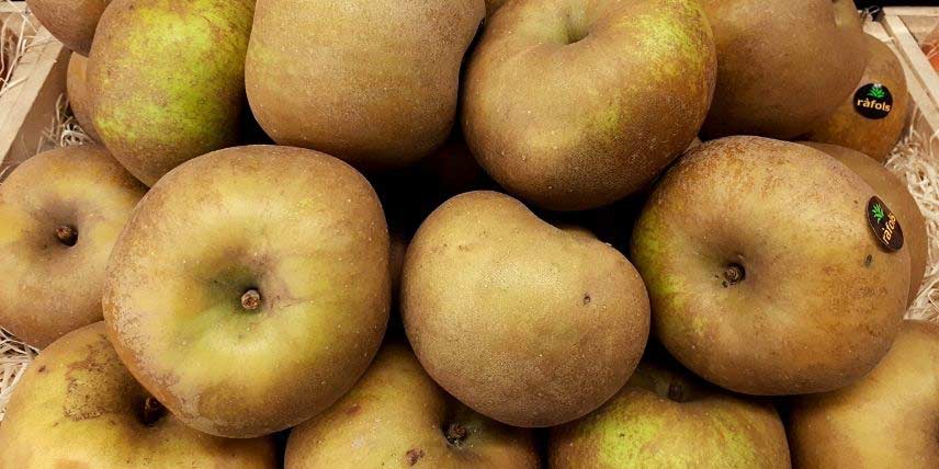Les pommes de la variété Reinette grise du Canada