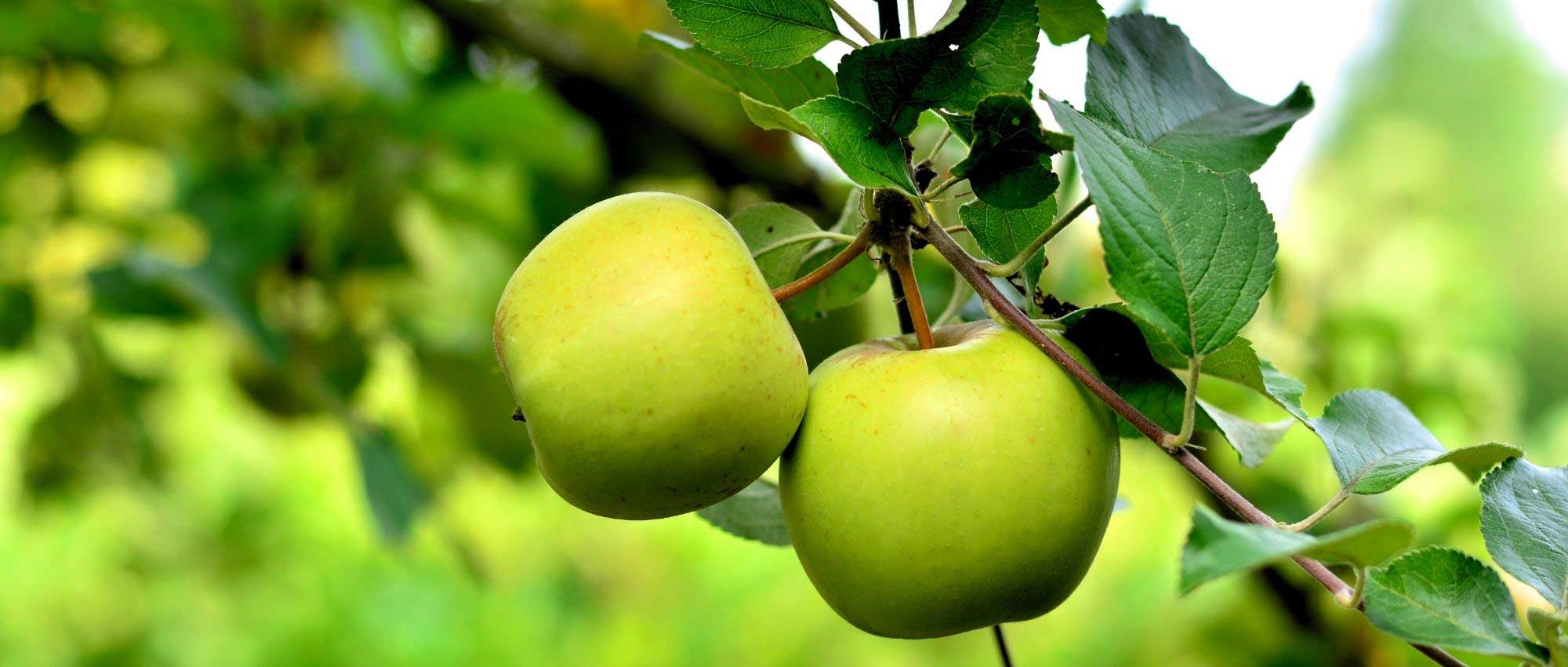 Galarina, une des plus récente variété de pomme résistante à la