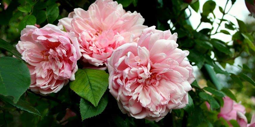 La floraison du rosier 'Albertine'