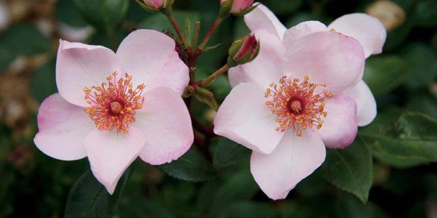 Les fleurs simples du rosier 'Astronomia'