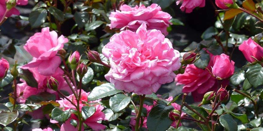 Les fleurs roses, bien doubles, du rosier Berleburg