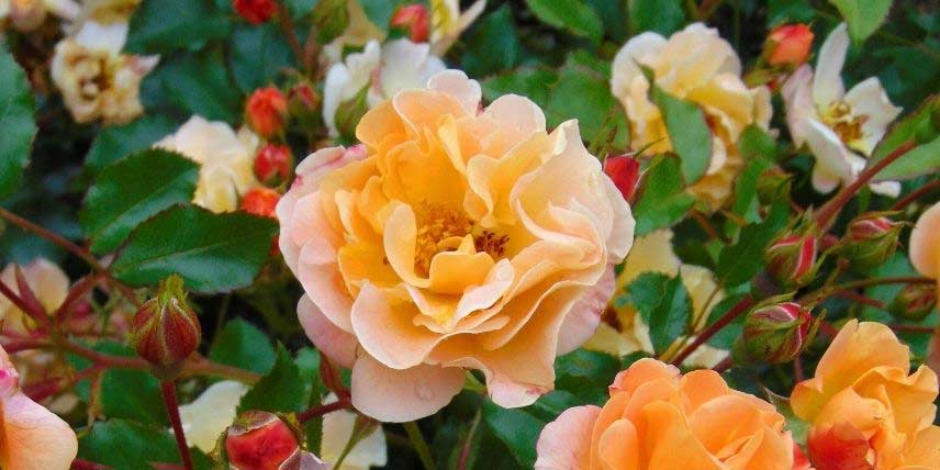 La floraison orangée du rosier Calizia
