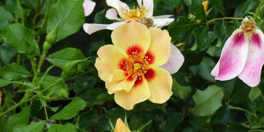 La floraison colorée du rosier 'Coral Babylon Eyes'