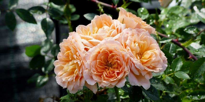 La floraison orangée du rosier 'Sweet Dream'