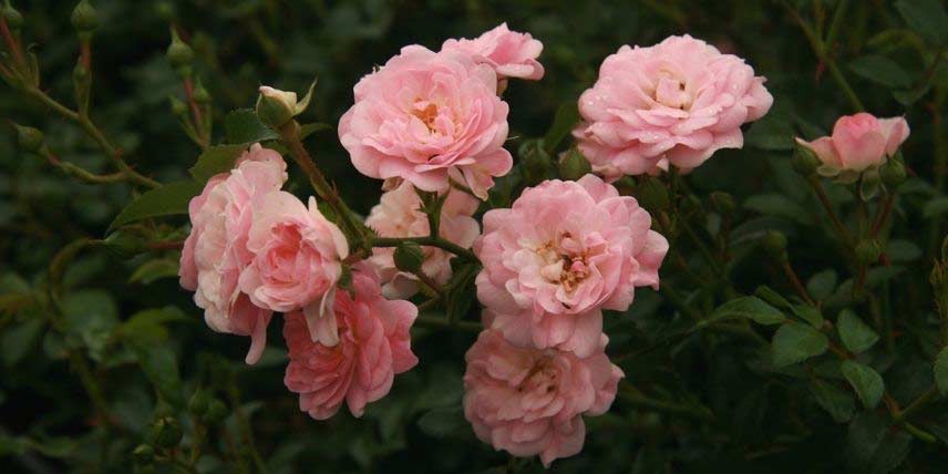 La floraison délicate, rose tendre, du rosier 'The Fairy'
