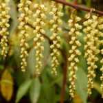 Le Stachyurus : planter, cultiver et entretenir