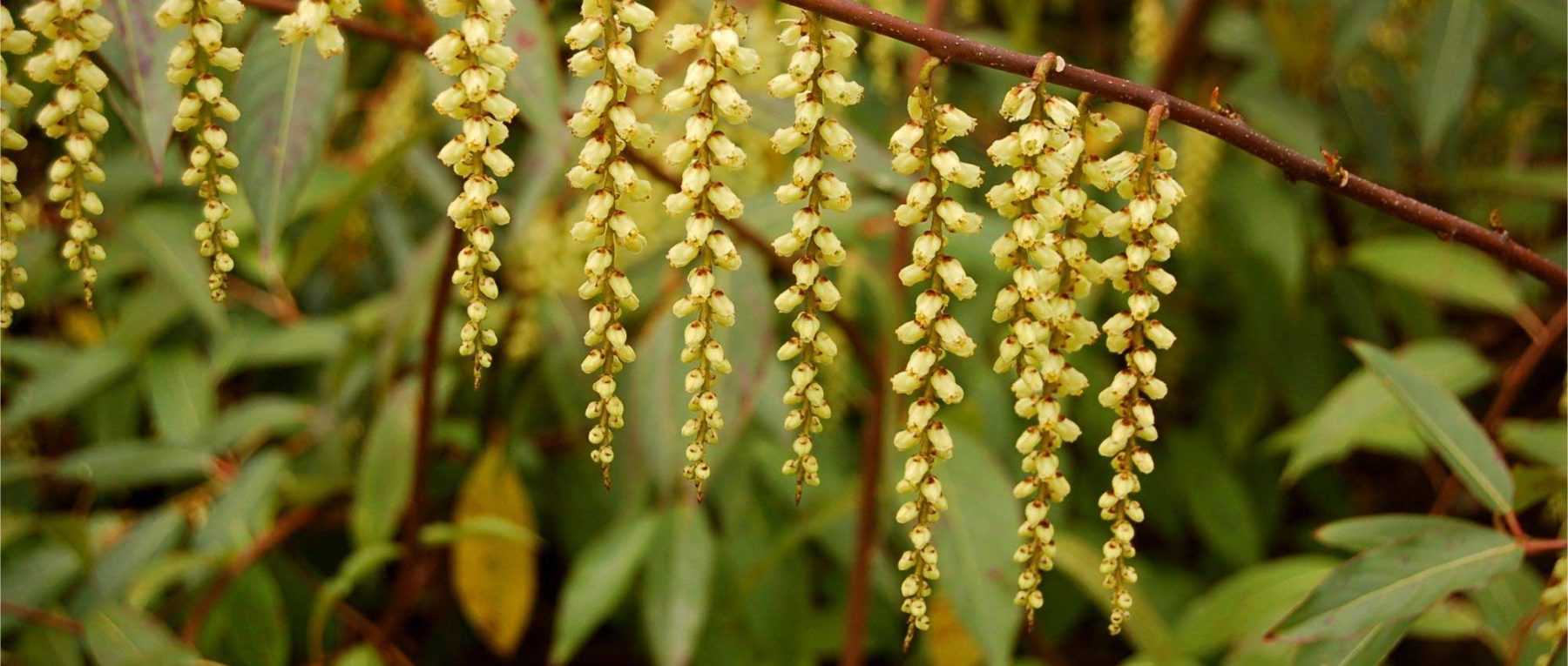 Le Stachyurus : planter, cultiver et entretenir