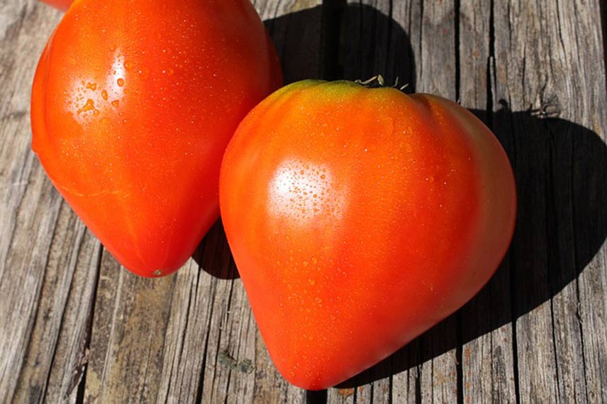 Les tomates anciennes, souvent imitées, jamais égalées
