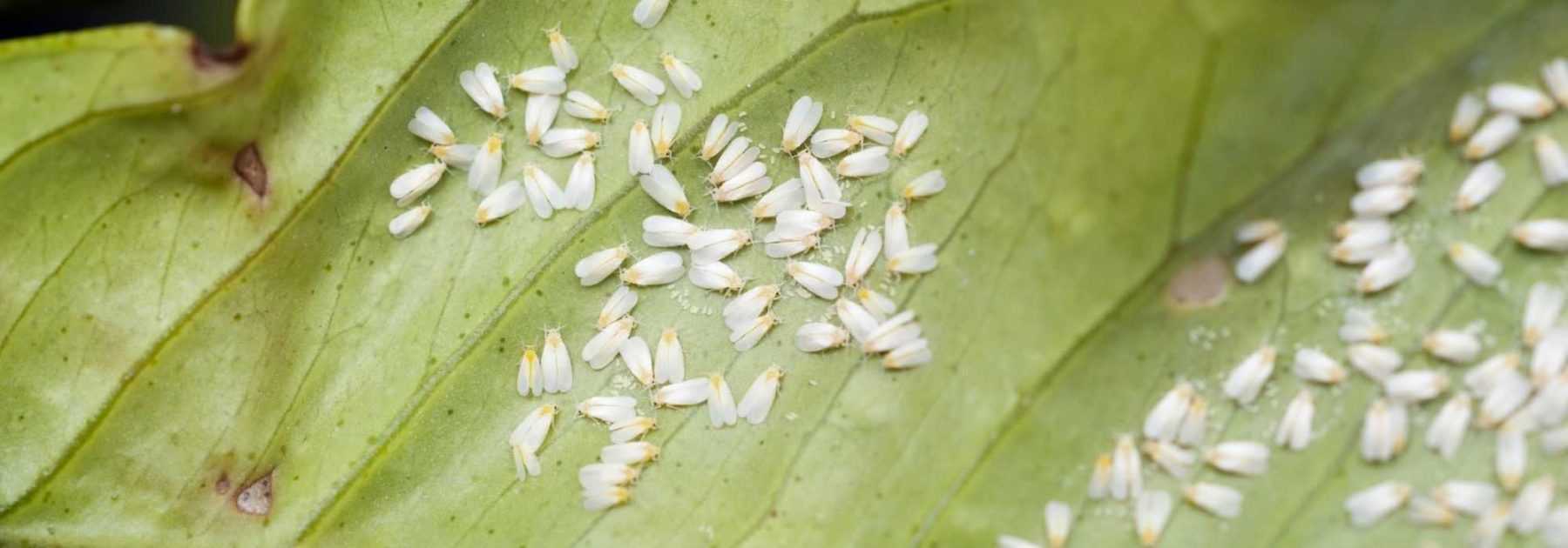 Aleurode ou mouche blanche : identification et traitement