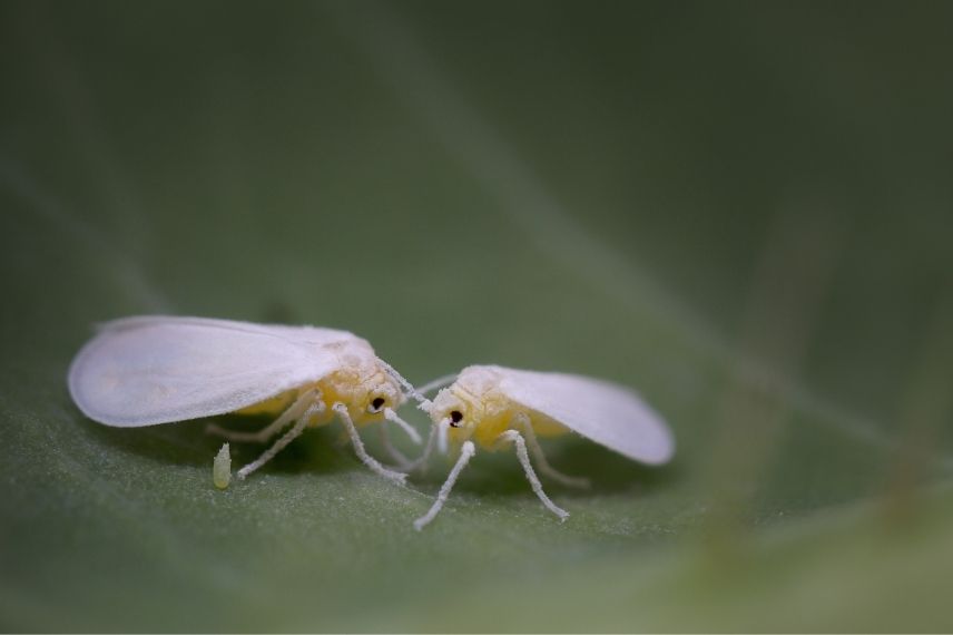 aleurode ou mouche blanche