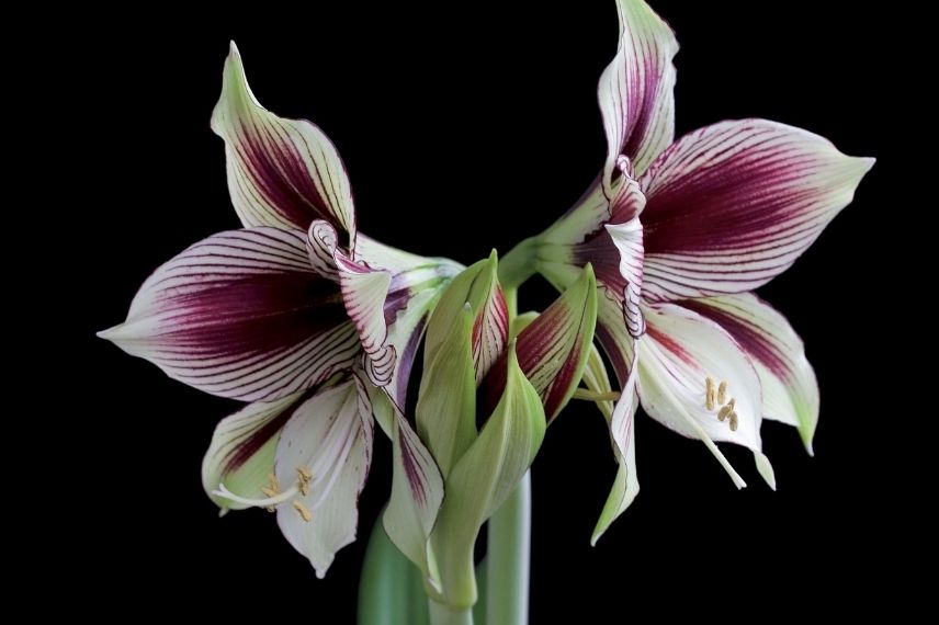 amaryllis Papilio