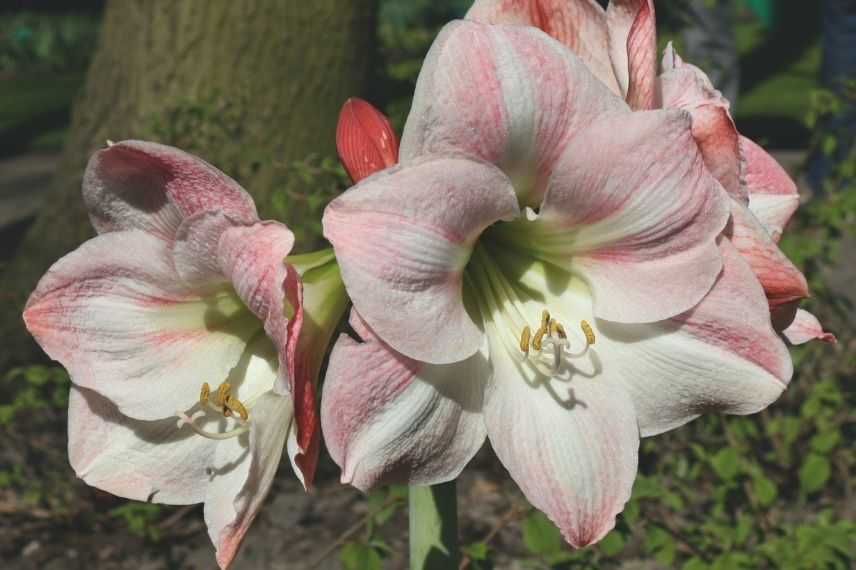 amaryllis apple blossom