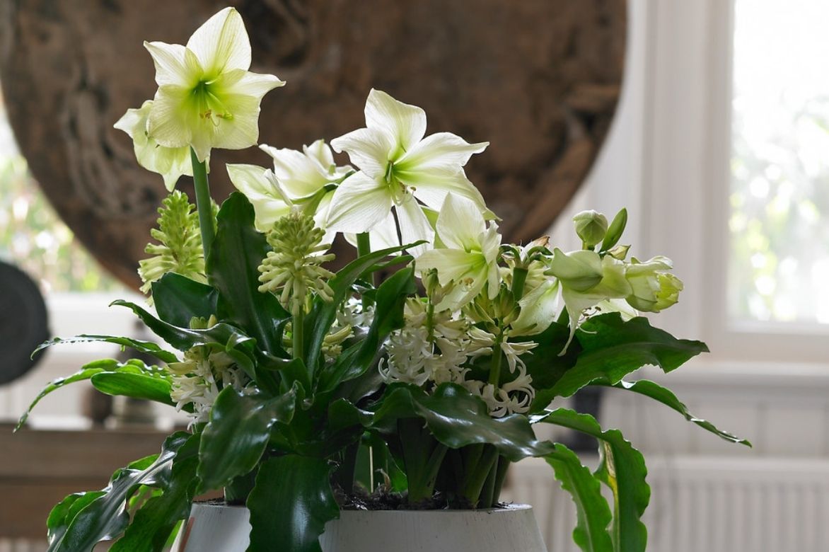 associer les amaryllis en pot