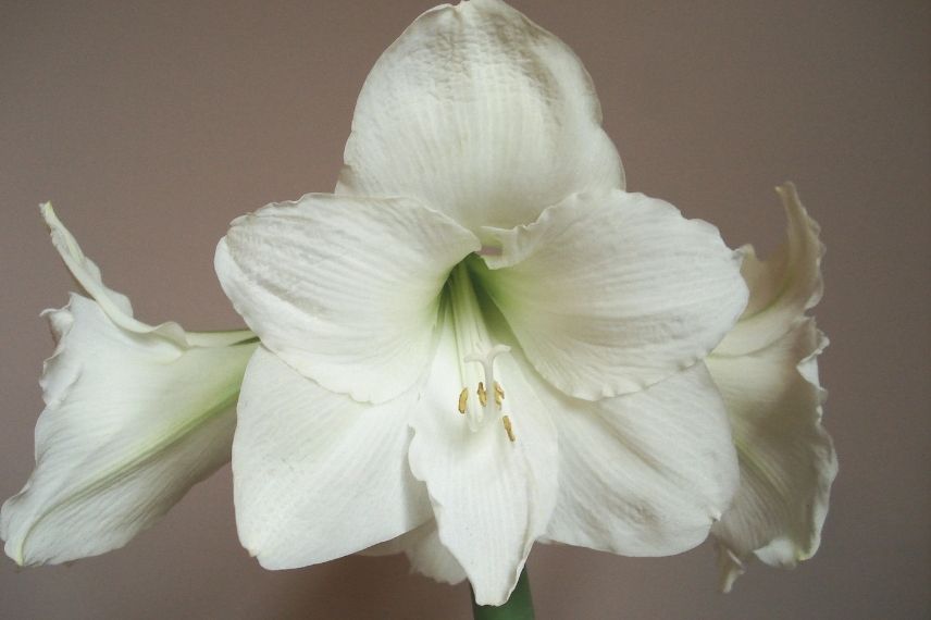 amaryllis christmas gift