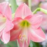 Amaryllis : culture, plantation, entretien