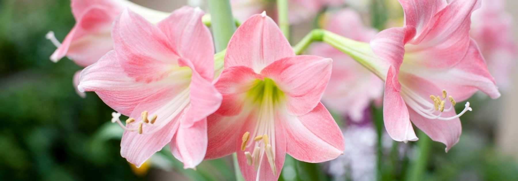 Amaryllis : culture, plantation, entretien