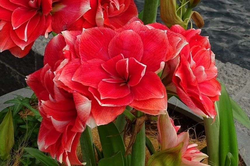 amaryllis double dream