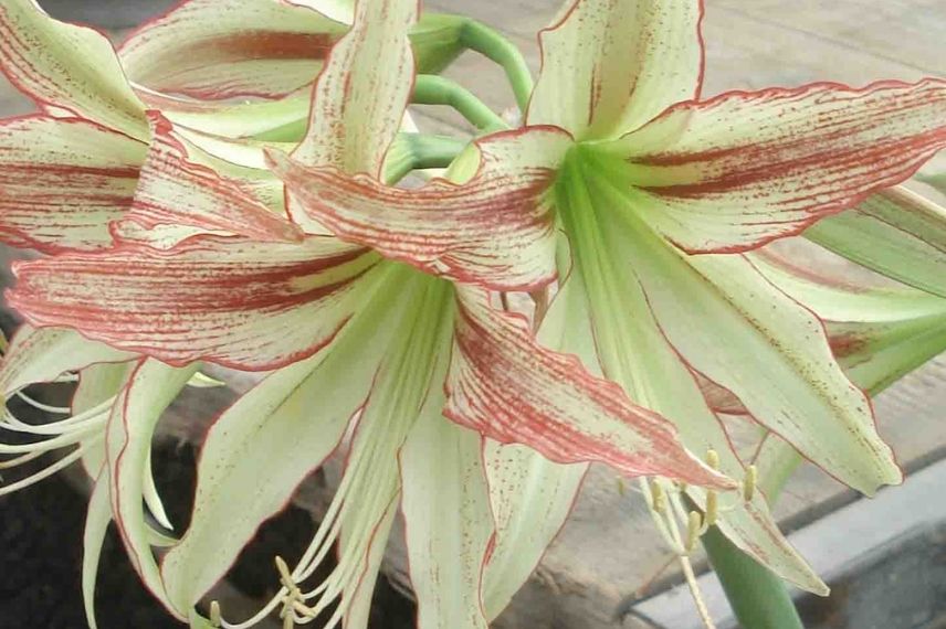 amaryllis emerald