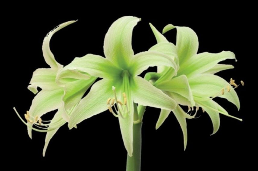 amaryllis evergreen