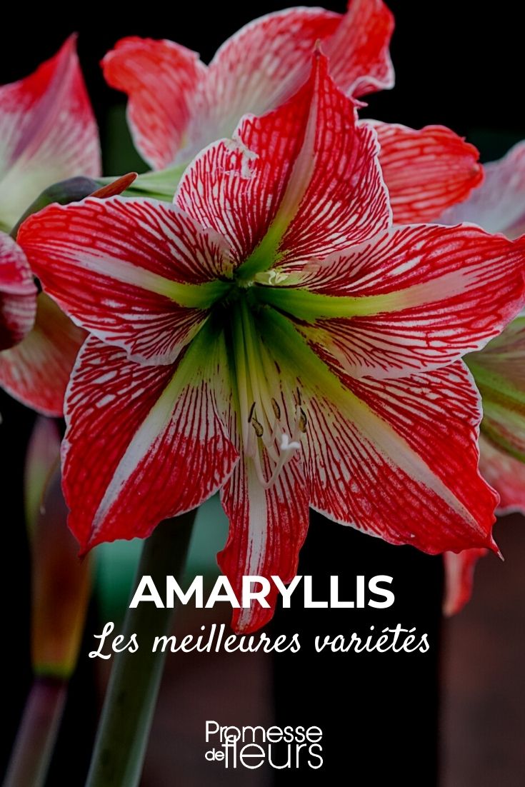 Amaryllis : les plus belles variétés