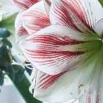 Amaryllis : les meilleures variétés