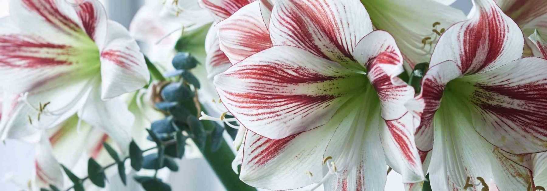 Amaryllis : les meilleures variétés