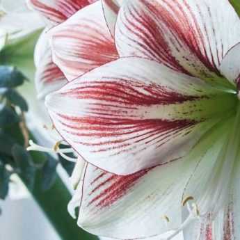 Amaryllis : les meilleures variétés